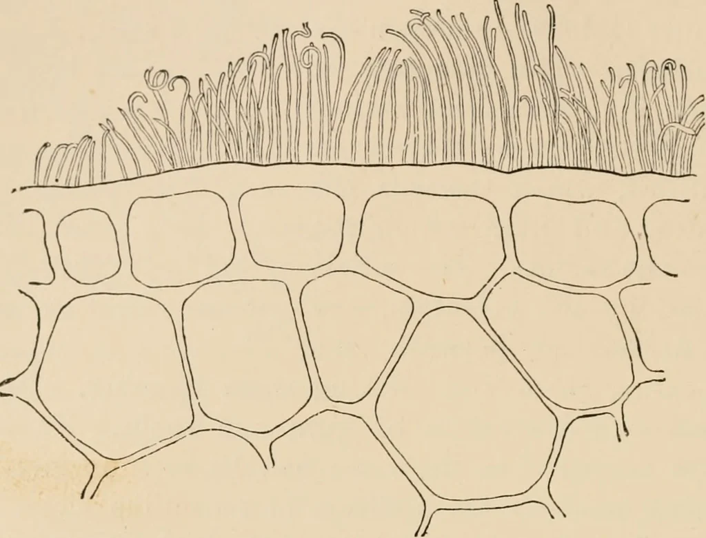 An illustration from Handbook of practical botany for the botanical laboratory and private student, 1908, leaf 137