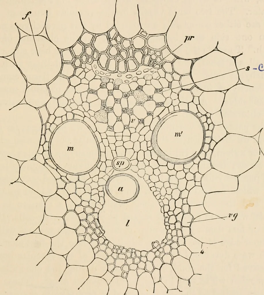 An illustration from Handbook of practical botany for the botanical laboratory and private student, 1908, leaf 140