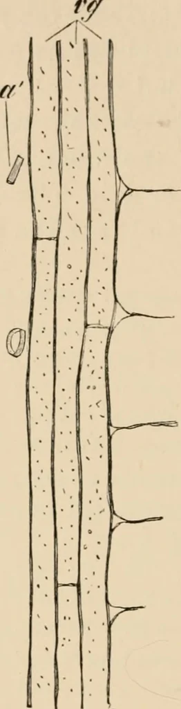 An illustration from Handbook of practical botany for the botanical laboratory and private student, 1908, leaf 145