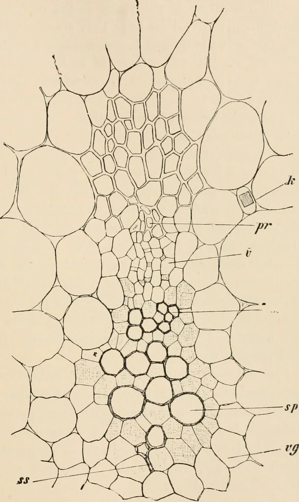 An illustration from Handbook of practical botany for the botanical laboratory and private student, 1908, leaf 152