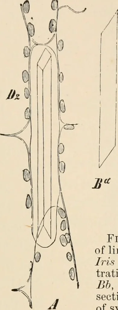 An illustration from Handbook of practical botany for the botanical laboratory and private student, 1908, leaf 154