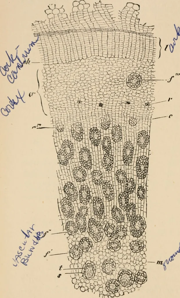 An illustration from Handbook of practical botany for the botanical laboratory and private student, 1908, leaf 155