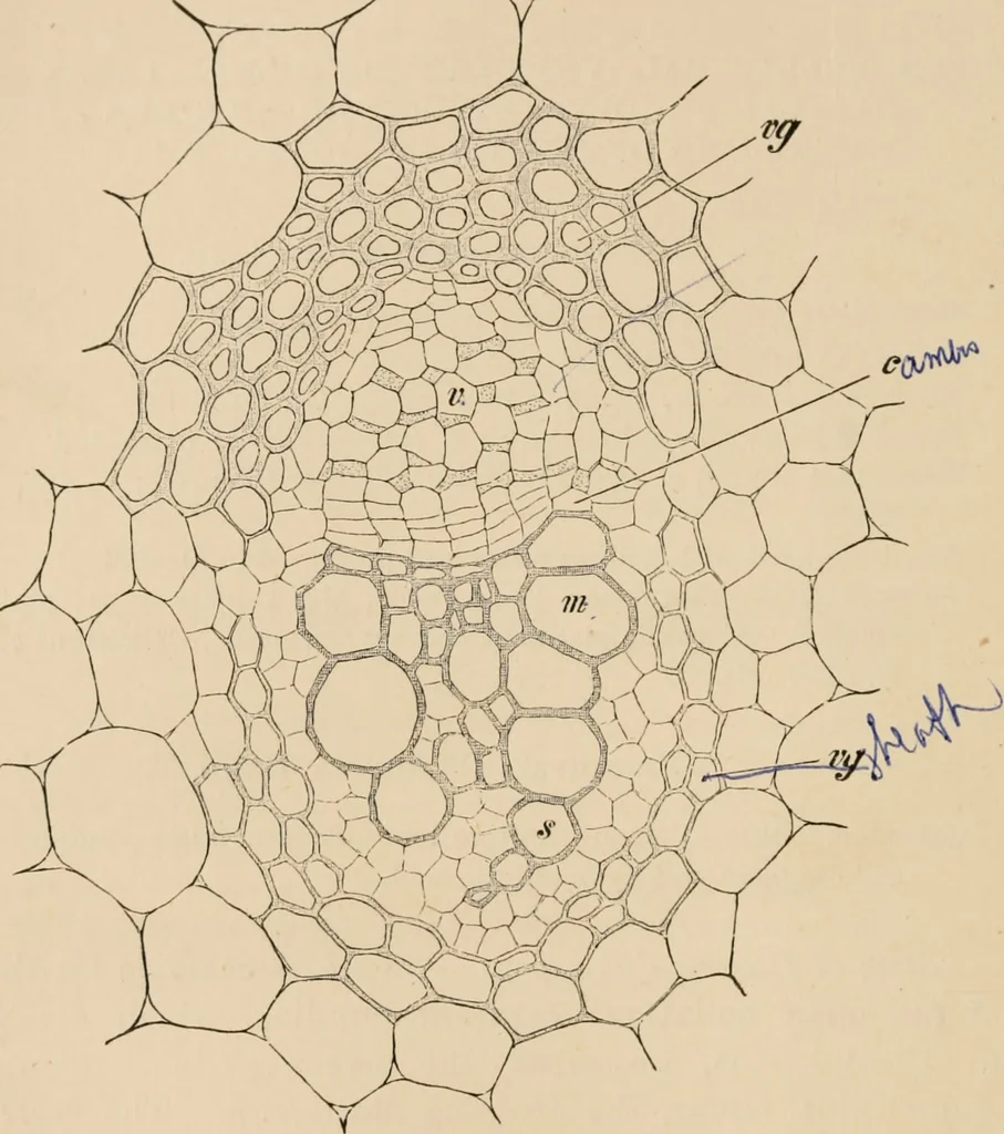 An illustration from Handbook of practical botany for the botanical laboratory and private student, 1908, leaf 159