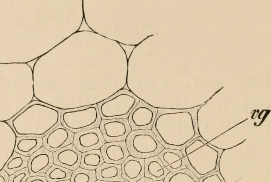 An illustration from Handbook of practical botany for the botanical laboratory and private student, 1908, leaf 159