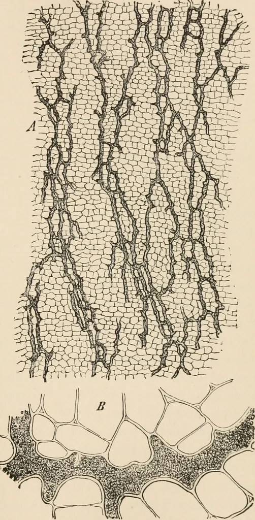 An illustration from Handbook of practical botany for the botanical laboratory and private student, 1908, leaf 162