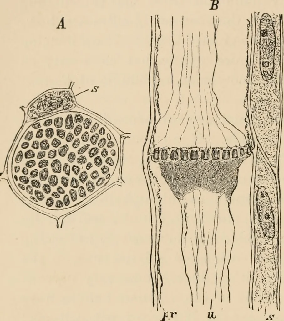 An illustration from Handbook of practical botany for the botanical laboratory and private student, 1908, leaf 165
