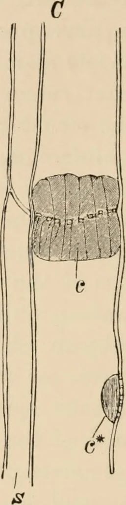 An illustration from Handbook of practical botany for the botanical laboratory and private student, 1908, leaf 165