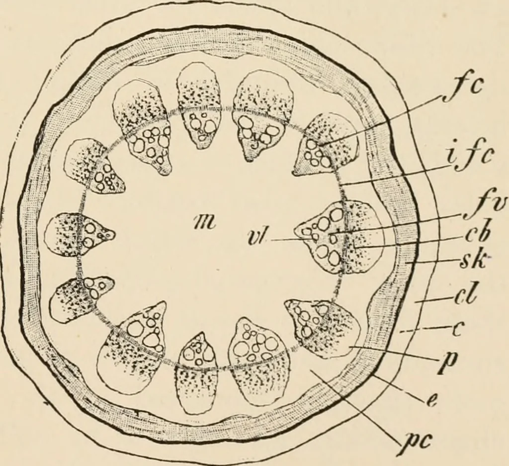 An illustration from Handbook of practical botany for the botanical laboratory and private student, 1908, leaf 168