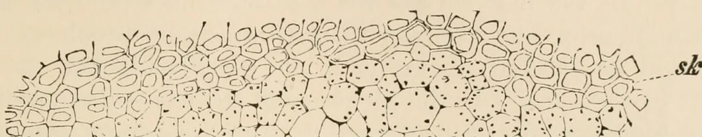 An illustration from Handbook of practical botany for the botanical laboratory and private student, 1908, leaf 170
