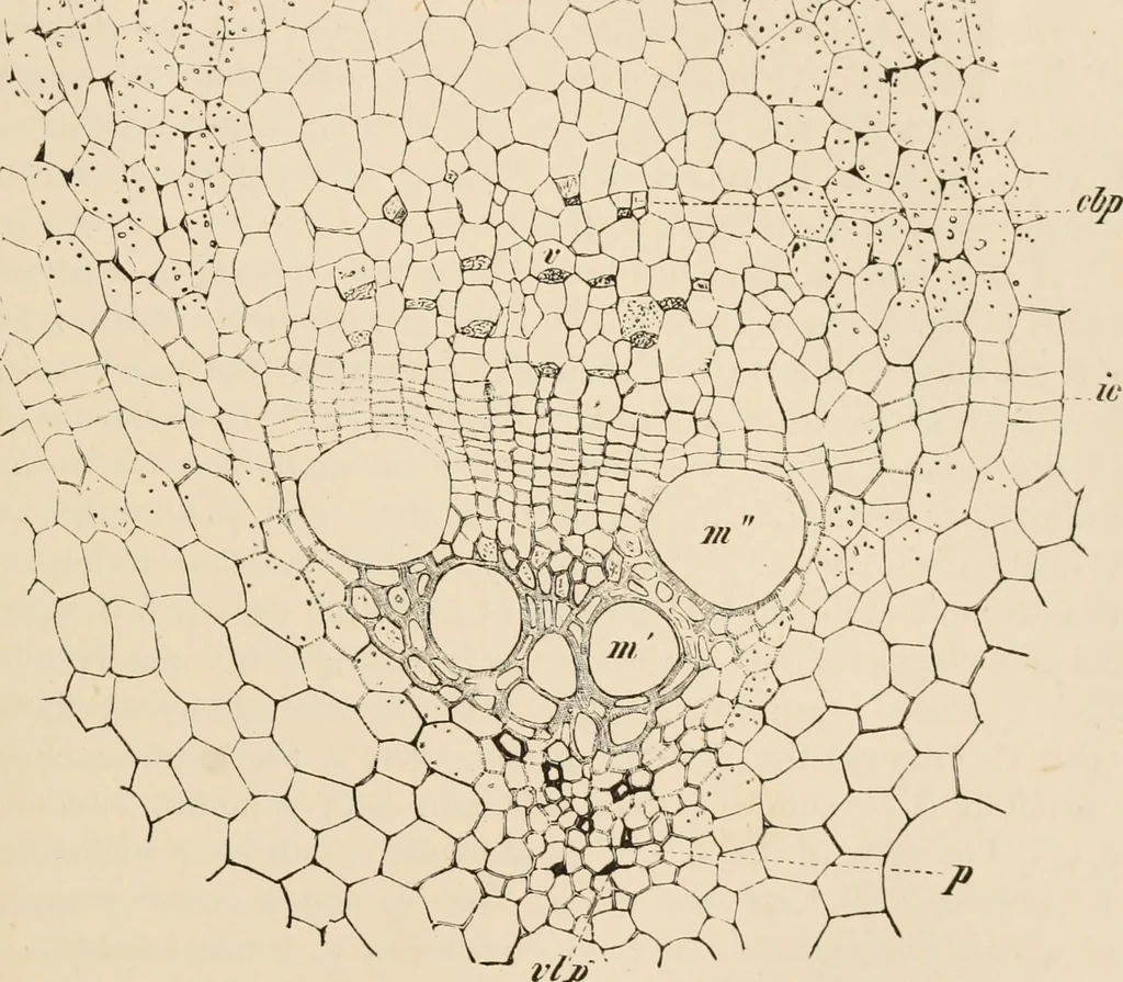 An illustration from Handbook of practical botany for the botanical laboratory and private student, 1908, leaf 170