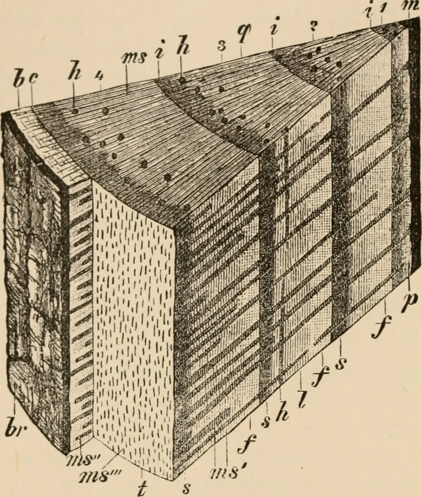 An illustration from Handbook of practical botany for the botanical laboratory and private student, 1908, leaf 175