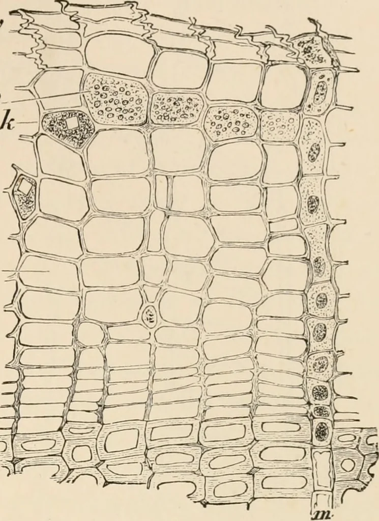An illustration from Handbook of practical botany for the botanical laboratory and private student, 1908, leaf 178