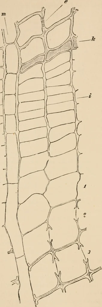 An illustration from Handbook of practical botany for the botanical laboratory and private student, 1908, leaf 179
