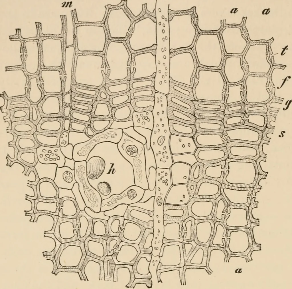 An illustration from Handbook of practical botany for the botanical laboratory and private student, 1908, leaf 181