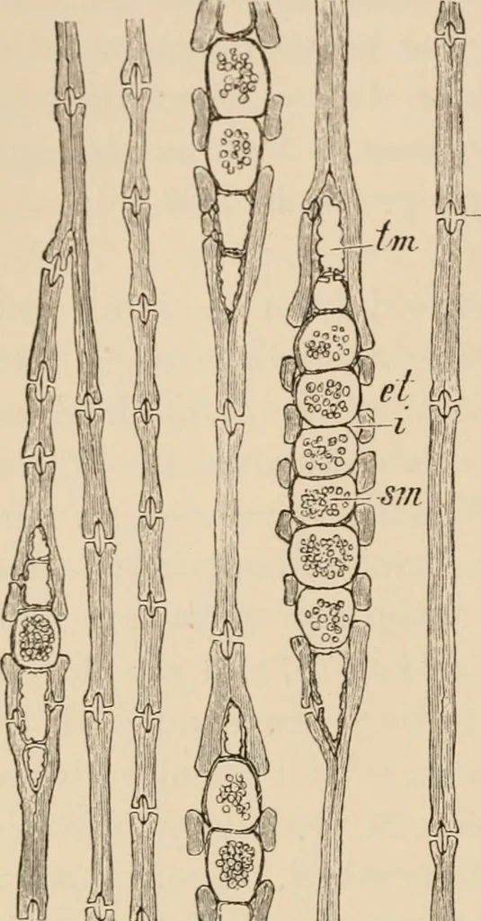 An illustration from Handbook of practical botany for the botanical laboratory and private student, 1908, leaf 187