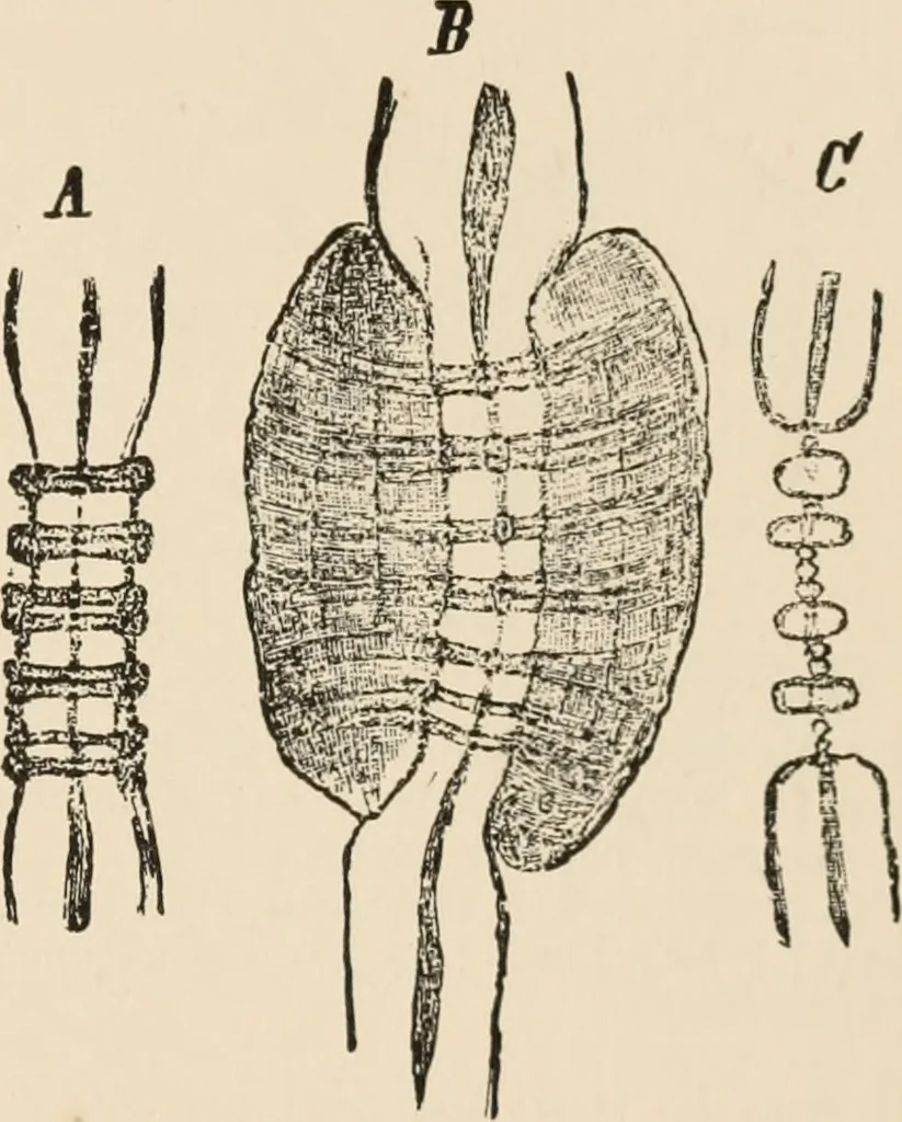 An illustration from Handbook of practical botany for the botanical laboratory and private student, 1908, leaf 188