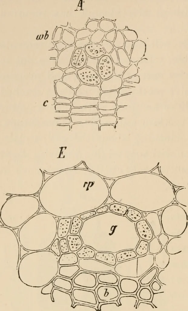 An illustration from Handbook of practical botany for the botanical laboratory and private student, 1908, leaf 189
