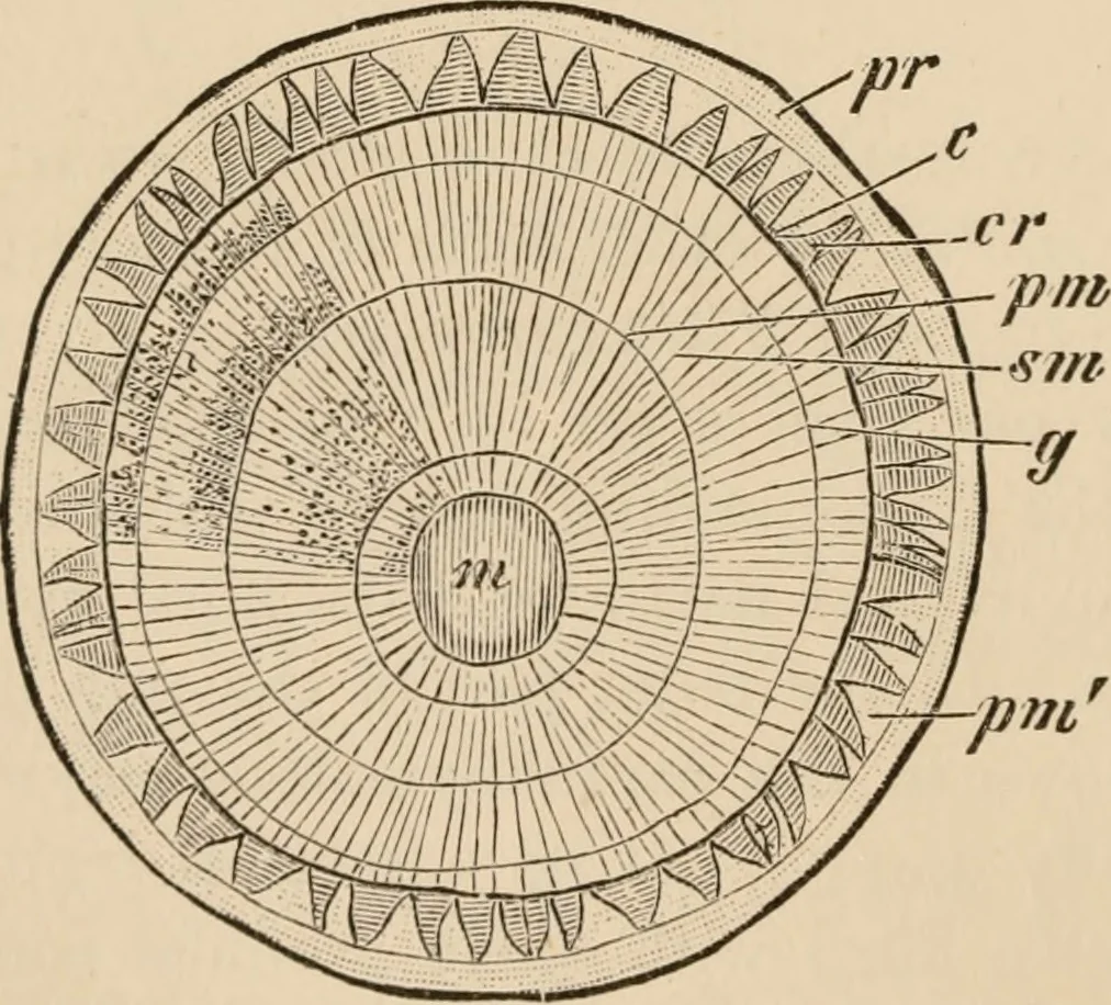An illustration from Handbook of practical botany for the botanical laboratory and private student, 1908, leaf 191