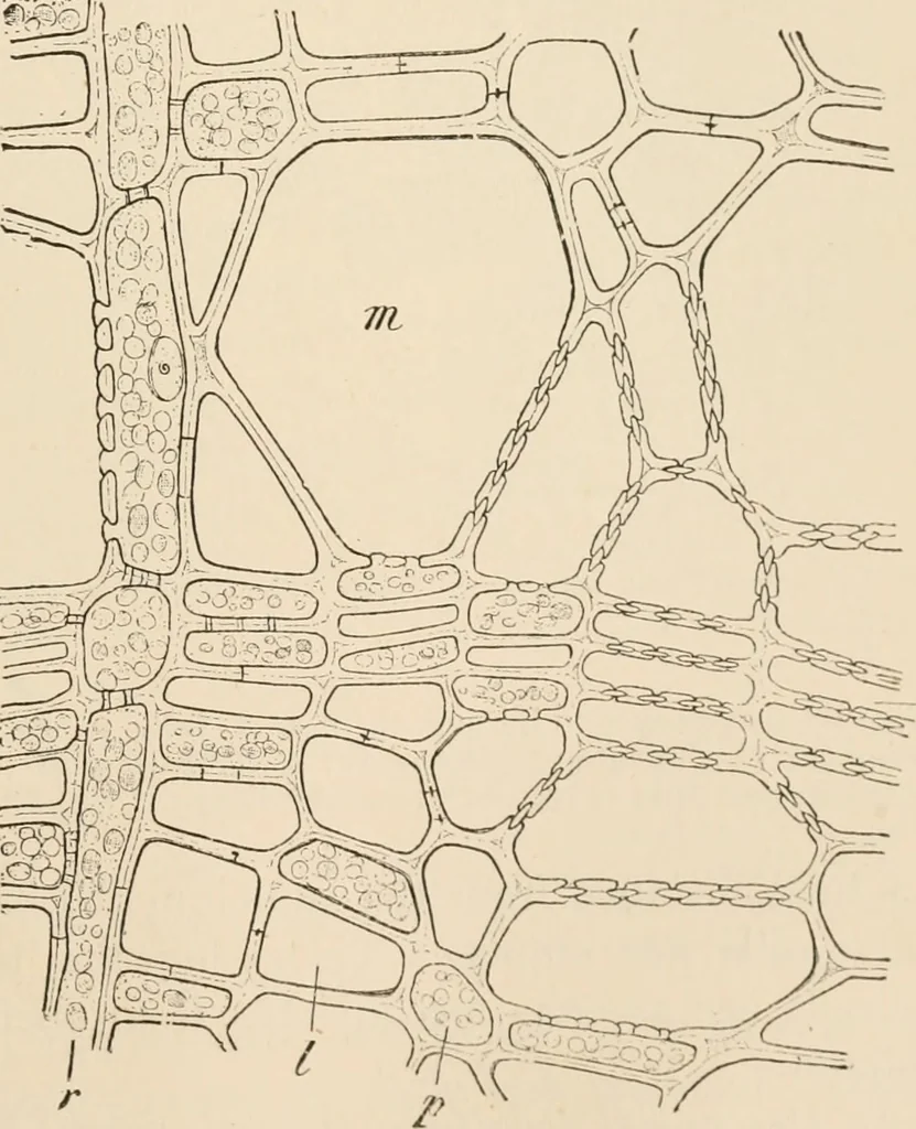 An illustration from Handbook of practical botany for the botanical laboratory and private student, 1908, leaf 192