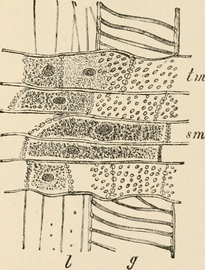 An illustration from Handbook of practical botany for the botanical laboratory and private student, 1908, leaf 194