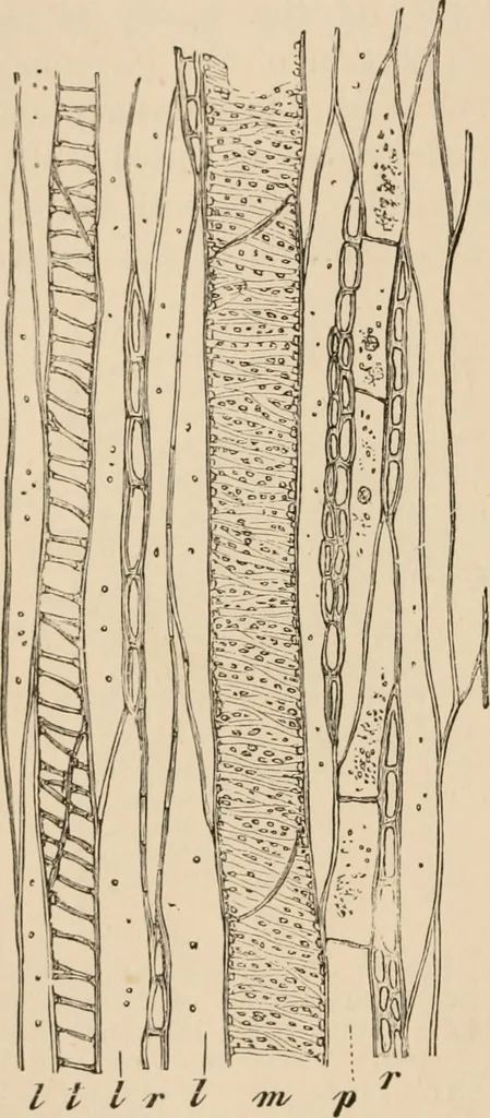 An illustration from Handbook of practical botany for the botanical laboratory and private student, 1908, leaf 195