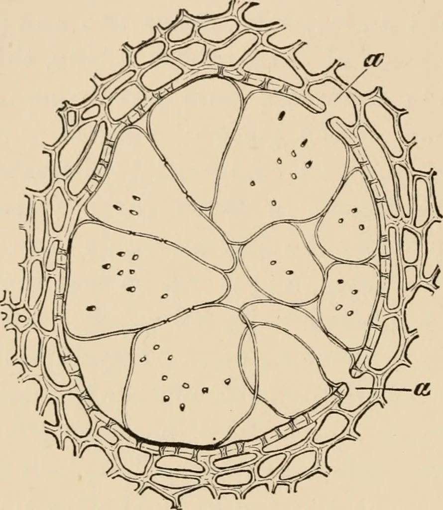 An illustration from Handbook of practical botany for the botanical laboratory and private student, 1908, leaf 199