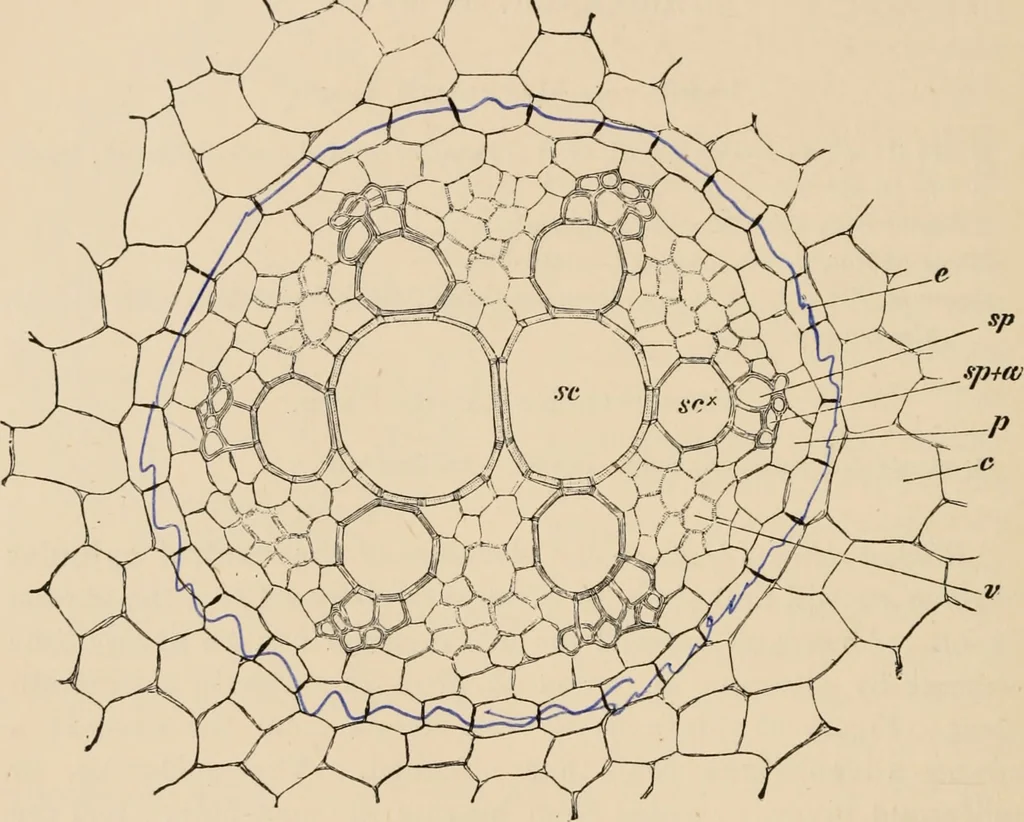 An illustration from Handbook of practical botany for the botanical laboratory and private student, 1908, leaf 201