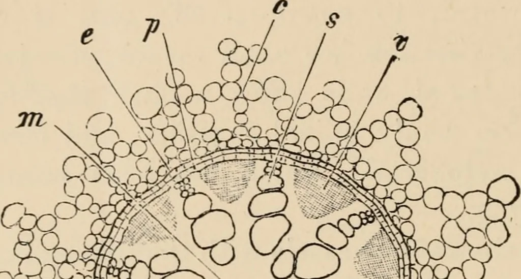 An illustration from Handbook of practical botany for the botanical laboratory and private student, 1908, leaf 203