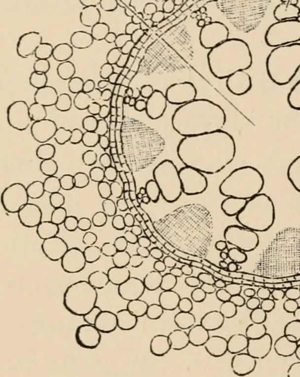 An illustration from Handbook of practical botany for the botanical laboratory and private student, 1908, leaf 203