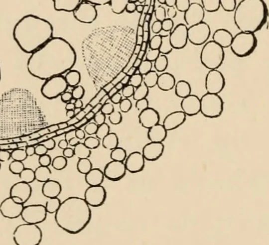 An illustration from Handbook of practical botany for the botanical laboratory and private student, 1908, leaf 203