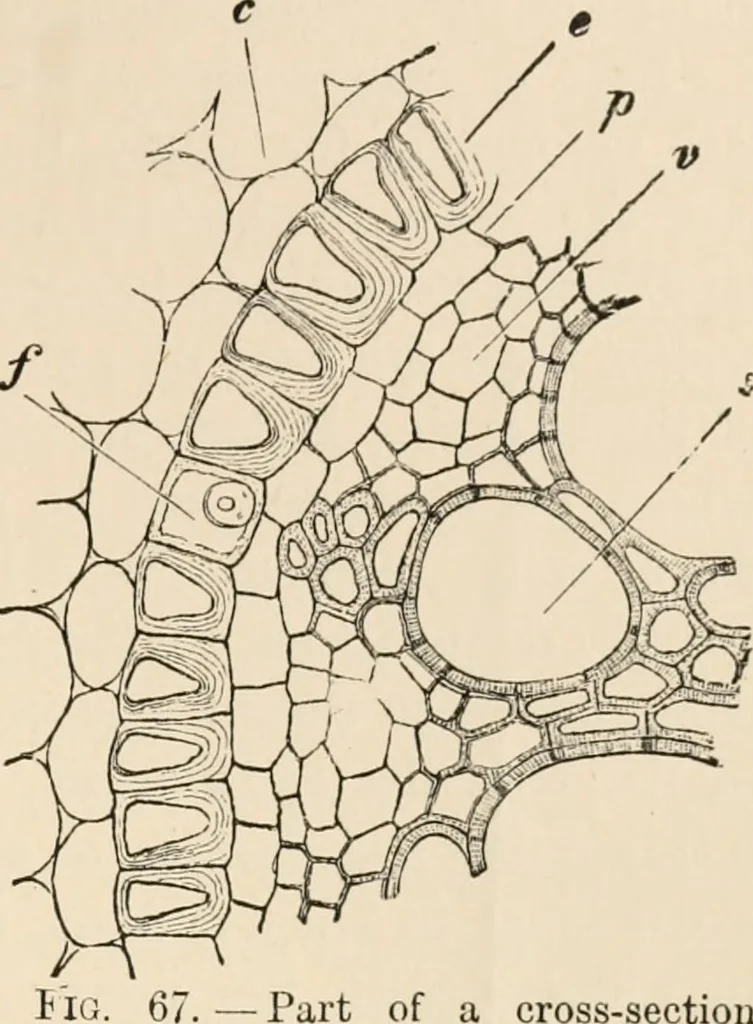 An illustration from Handbook of practical botany for the botanical laboratory and private student, 1908, leaf 204