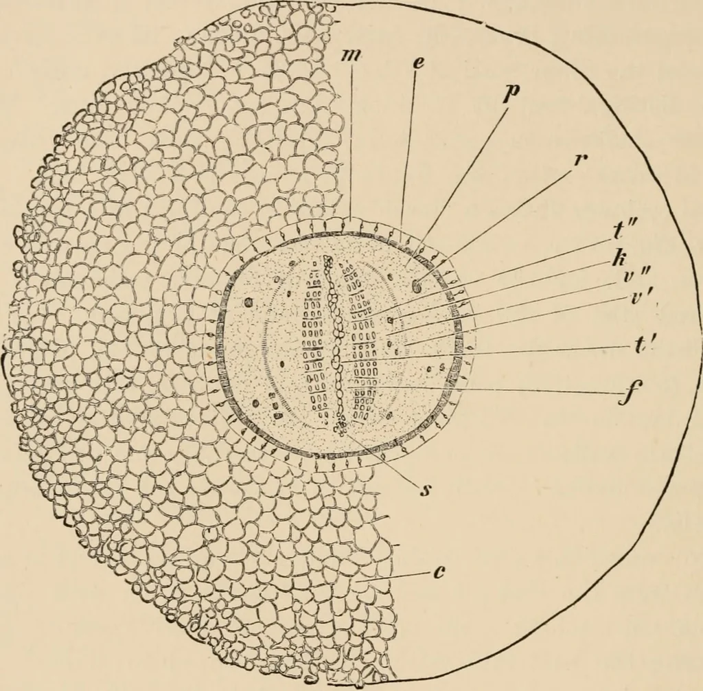 An illustration from Handbook of practical botany for the botanical laboratory and private student, 1908, leaf 207