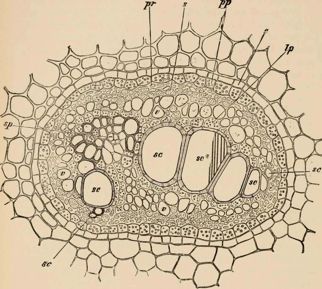 An illustration from Handbook of practical botany for the botanical laboratory and private student, 1908, leaf 211