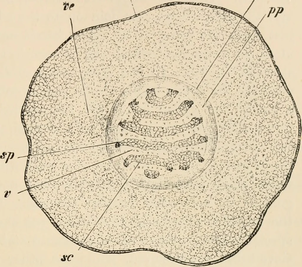 An illustration from Handbook of practical botany for the botanical laboratory and private student, 1908, leaf 214