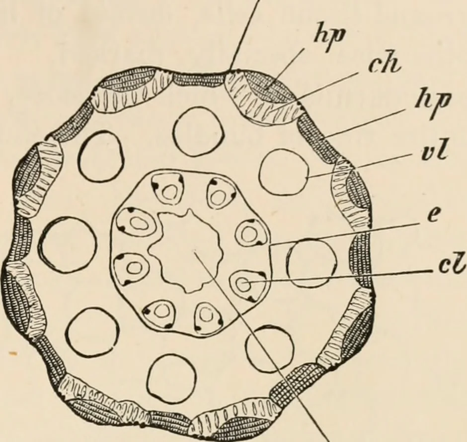An illustration from Handbook of practical botany for the botanical laboratory and private student, 1908, leaf 216