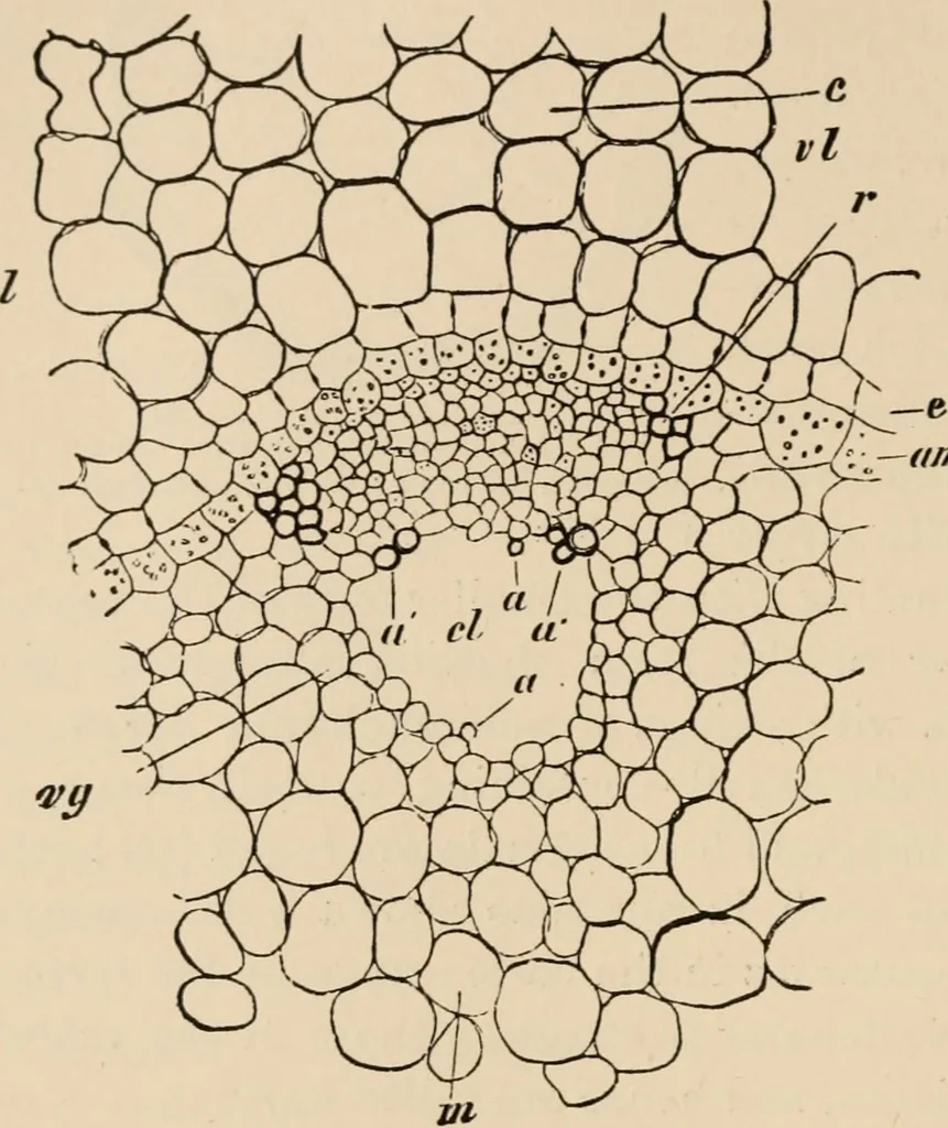 An illustration from Handbook of practical botany for the botanical laboratory and private student, 1908, leaf 217