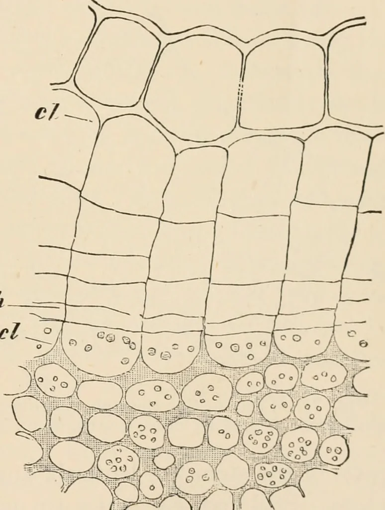 An illustration from Handbook of practical botany for the botanical laboratory and private student, 1908, leaf 220