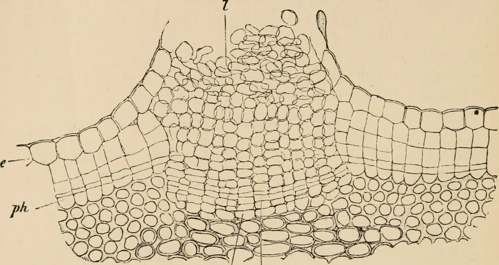 An illustration from Handbook of practical botany for the botanical laboratory and private student, 1908, leaf 221
