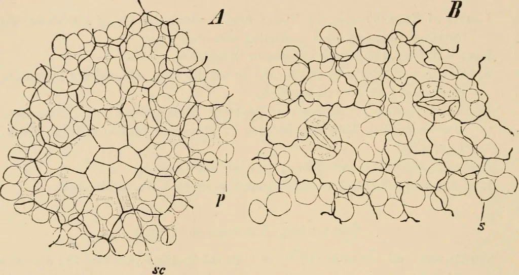 An illustration from Handbook of practical botany for the botanical laboratory and private student, 1908, leaf 227