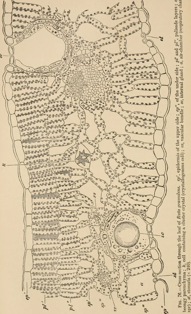 An illustration from Handbook of practical botany for the botanical laboratory and private student, 1908, leaf 229