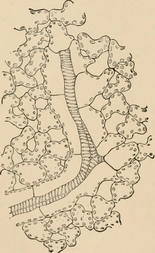 An illustration from Handbook of practical botany for the botanical laboratory and private student, 1908, leaf 237