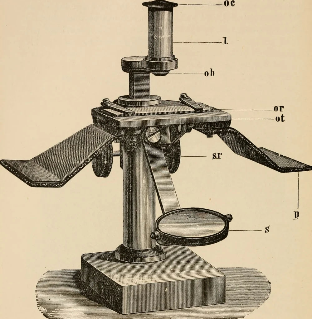An illustration from Handbook of practical botany for the botanical laboratory and private student, 1908, leaf 245
