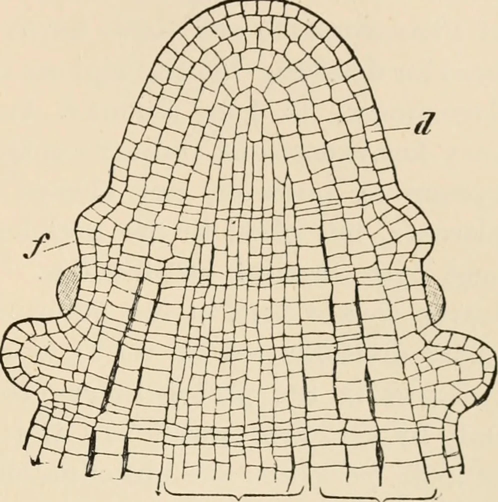An illustration from Handbook of practical botany for the botanical laboratory and private student, 1908, leaf 248