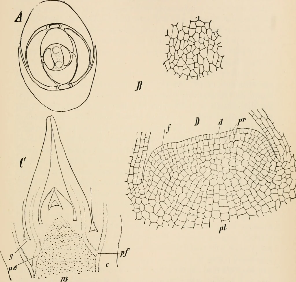 An illustration from Handbook of practical botany for the botanical laboratory and private student, 1908, leaf 250