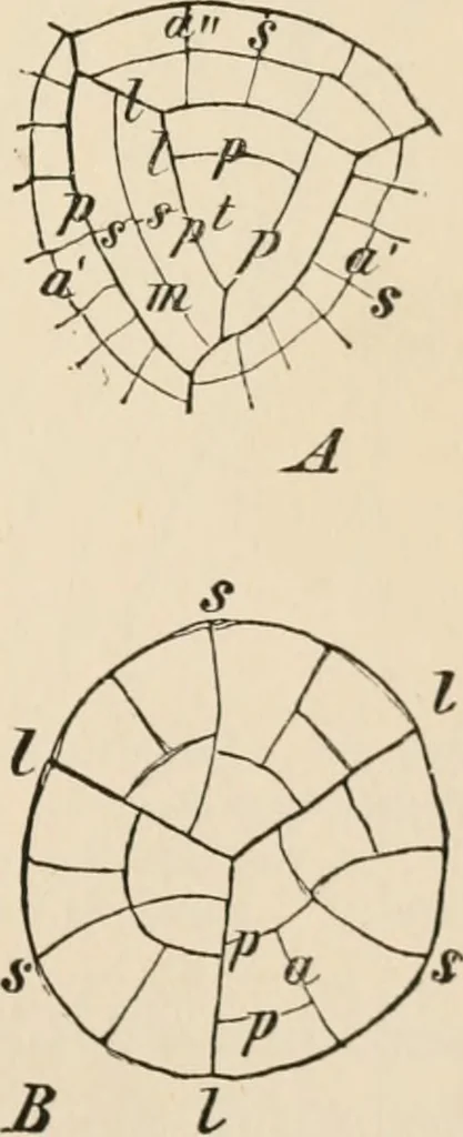An illustration from Handbook of practical botany for the botanical laboratory and private student, 1908, leaf 252