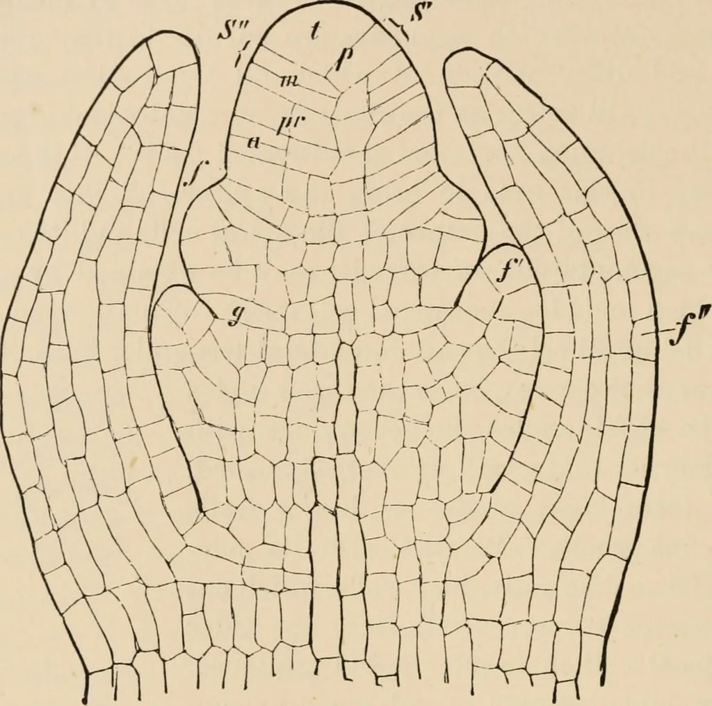 An illustration from Handbook of practical botany for the botanical laboratory and private student, 1908, leaf 253