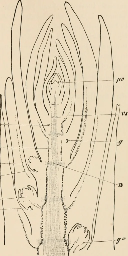 An illustration from Handbook of practical botany for the botanical laboratory and private student, 1908, leaf 254