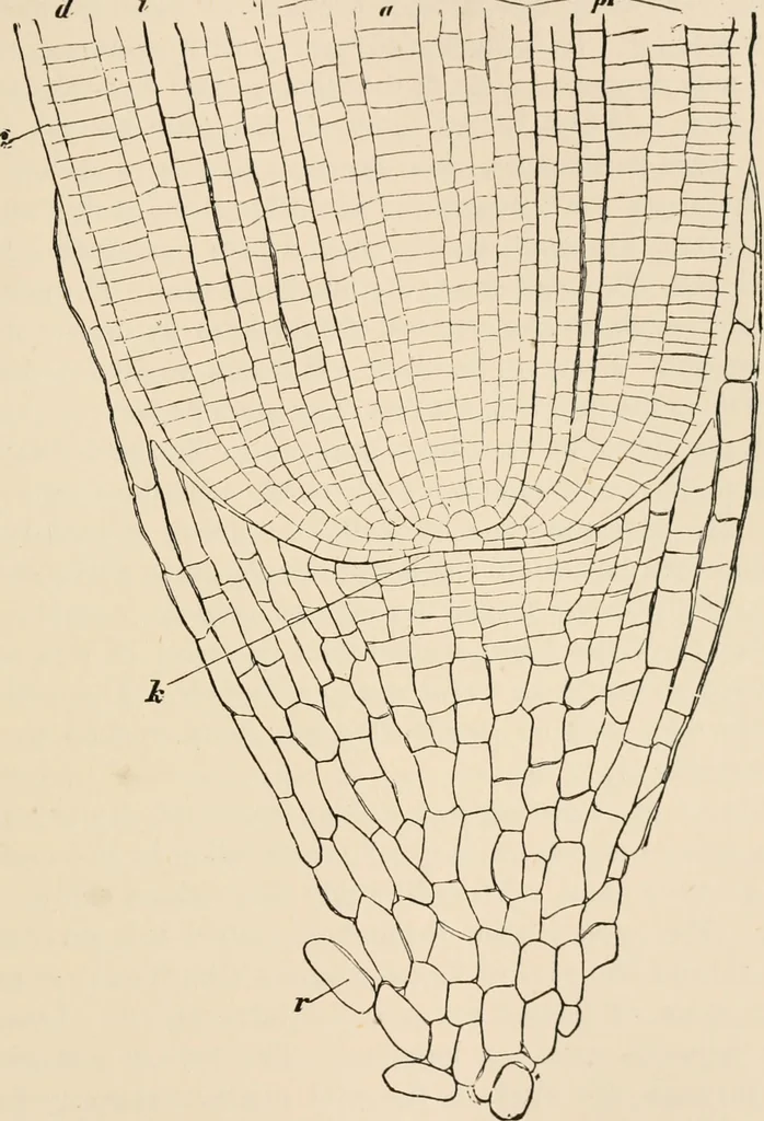 An illustration from Handbook of practical botany for the botanical laboratory and private student, 1908, leaf 258