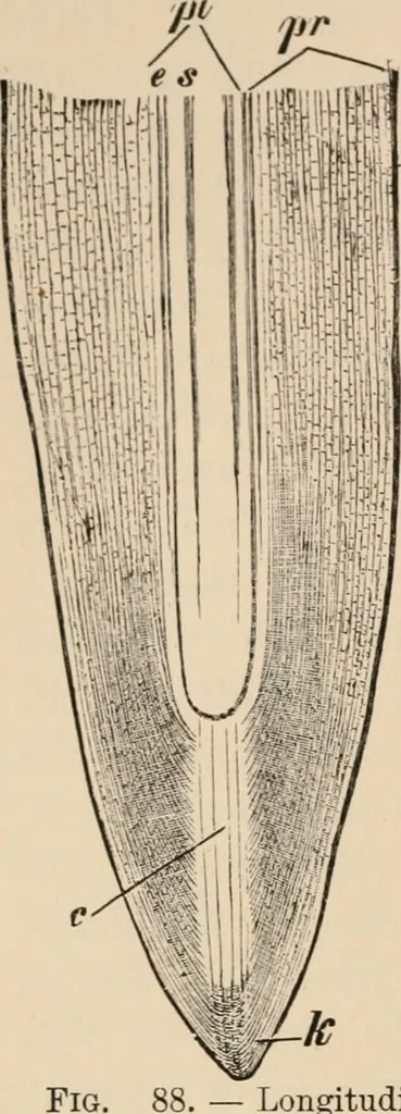 An illustration from Handbook of practical botany for the botanical laboratory and private student, 1908, leaf 261