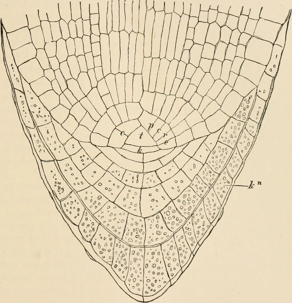 An illustration from Handbook of practical botany for the botanical laboratory and private student, 1908, leaf 262